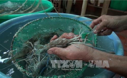 Hơn 100 tỷ đồng cho giám sát dịch bệnh thủy sản phục vụ xuất khẩu 